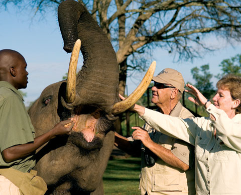 Elephant Whispers (Hazyview):
