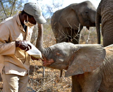 Hoedspruit Elephant Rehabilitation and Development Trust Tour: HERD ORPHANAGE