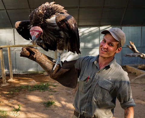 Moholoholo Wildlife Rehabilitation Centre Tour: