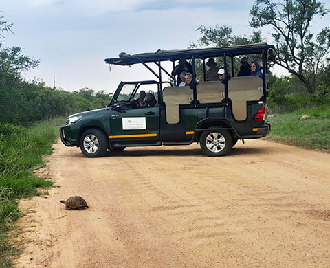 Full Day Game Drive in the Kruger National Park